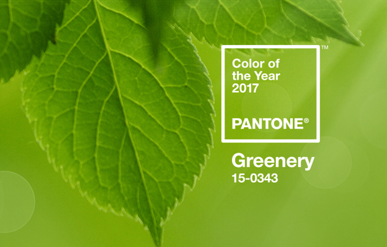 Kationette-Fashionblog-lifestyle-greenery-pantone-coloroftheyear-platform-fashion-dusseldorf-review